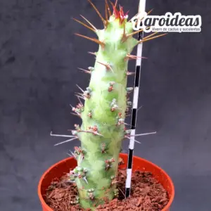 Euphorbia sp. “Cape guardafui”