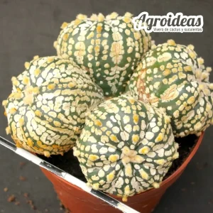 Astrophytum superkabuto "selección"