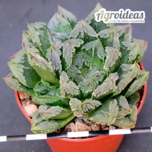 Haworthia broccoli