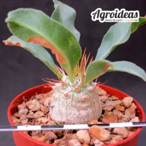 Pachypodium namaquanum