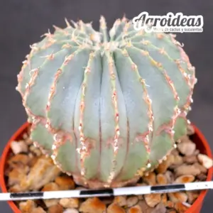 Geohintonia mexicana