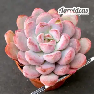 Graptoveria "Black Raccoon"