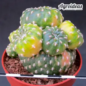 Sulcorebutia arenacea “variegata selección especial”