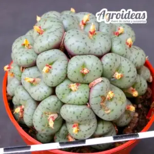 Conophytum obcordellum "blavesense" ejemplar