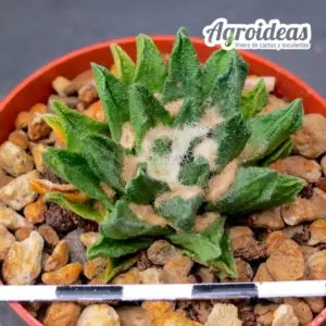 Ariocarpus scapharostrus "Selección"
