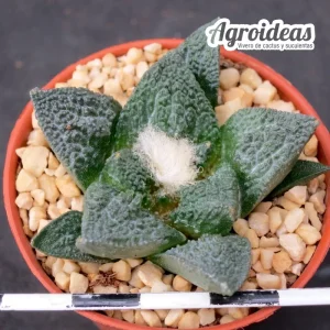 Ariocarpus fissuratus