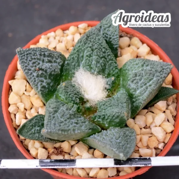 Ariocarpus fissuratus