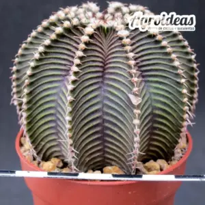 Gymnocalycium friedrichii "Thai Selección"