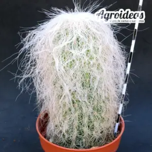 Cephalocereus senilis "Ejemplar Selección"