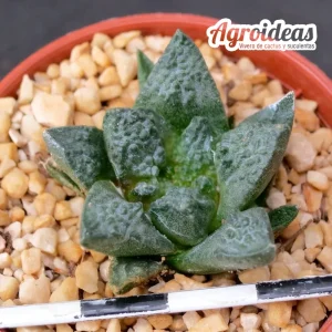 Ariocarpus fissuratus