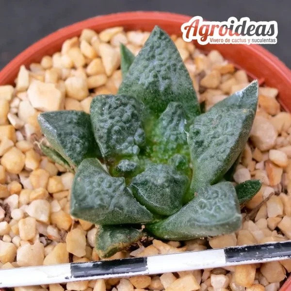 Ariocarpus fissuratus