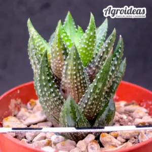 Haworthia coarctata “variegata”