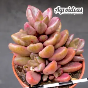 Lenopetalum 'chocolate & strawberries'