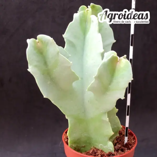 Caralluma Russelliana - Imagen 2