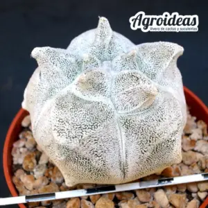 Astrophytum coahuilense "Kikko" M-8,5 cm
