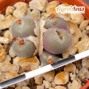 Conophytum stephanii