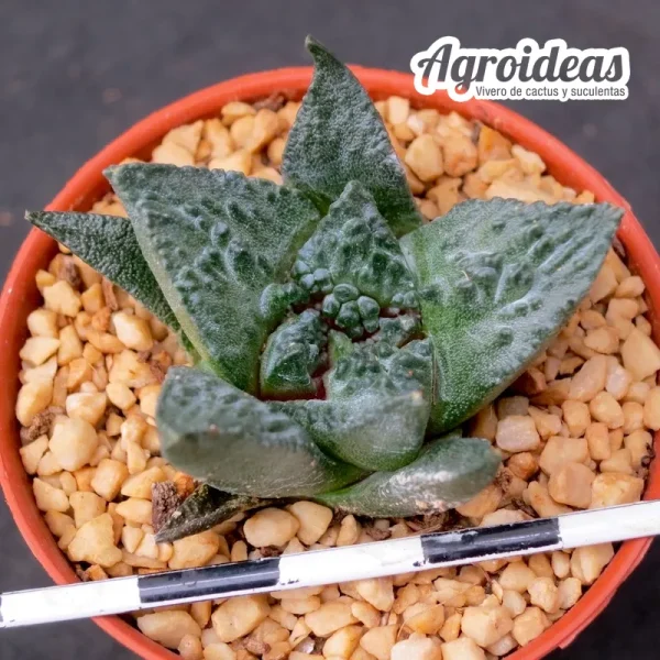Ariocarpus fissuratus