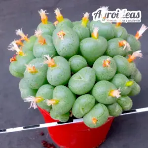 Conophytum eviforme "ejemplar"