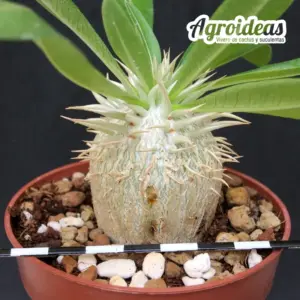 Pachypodium enigmaticum "fr. Mandoto"