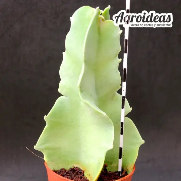Caralluma Russelliana - Imagen 2
