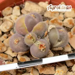 Conophytum stephanii