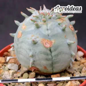 Euphorbia cv. "Ferobesa" Ex. Agroideas