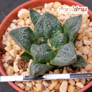 Ariocarpus fissuratus