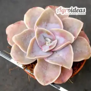 Echeveria X rodolfoi