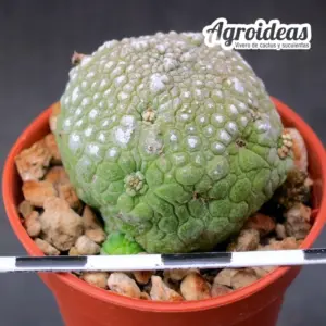 Pseudolithos harardheranus