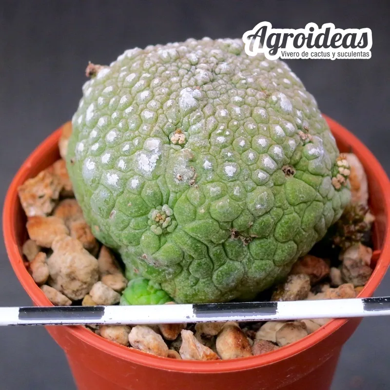Pseudolithos harardheranus