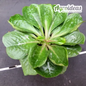 Euphorbia ecklonii «M-6,5 cm»