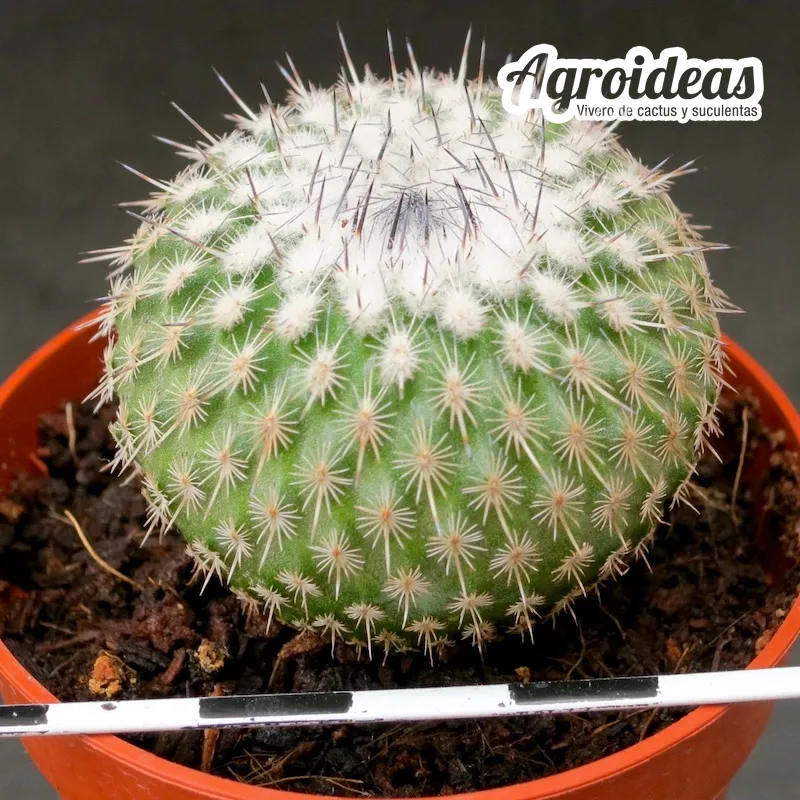 Epithelantha unguispina M-6,5