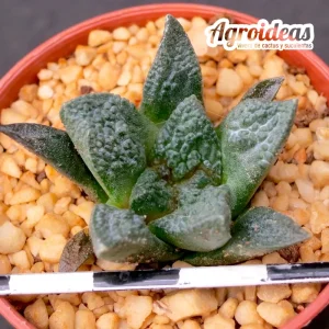 Ariocarpus fissuratus
