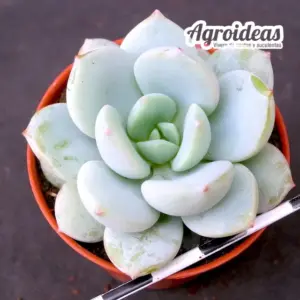 Graptoveria "Margaret Rose"