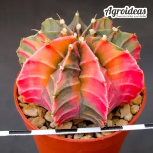 Gymnocalycium mihanowichii “Pink Variegata Selección”