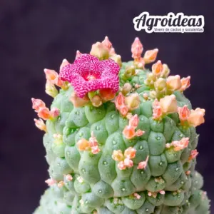 Larryleachia cactiformis