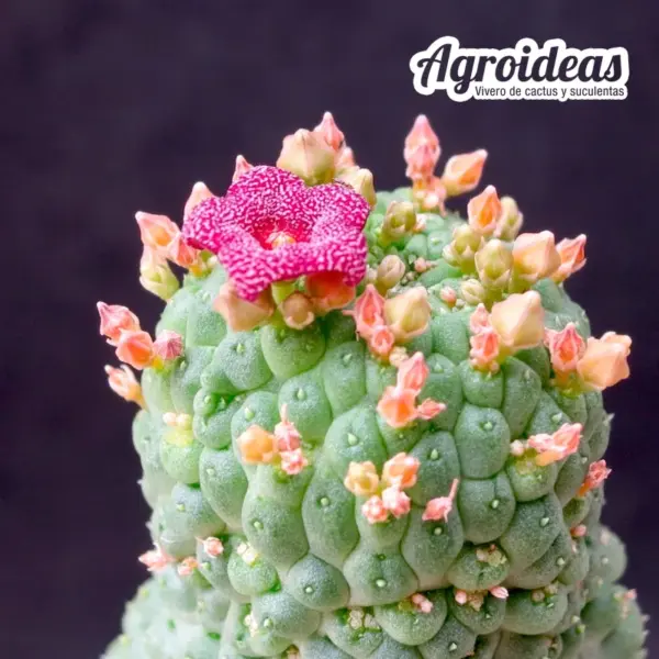 Larryleachia cactiformis - Imagen 3