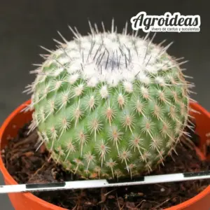 Epithelantha unguispina M-6,5 cm