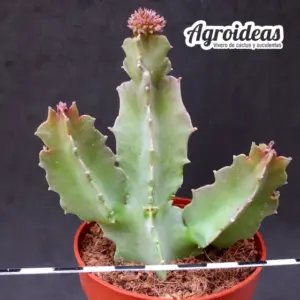 Desmidorchis acutangula x Caralluma hexagona