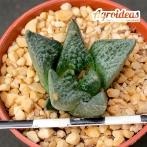 Ariocarpus fissuratus