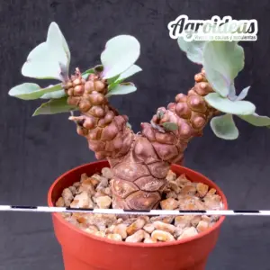 Othonna armianna X herrei