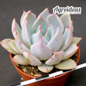 Echeveria cuspidata parrasensis