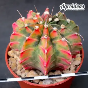 Gymnocalycium mihanowichii “Variegata Pink Zebra”