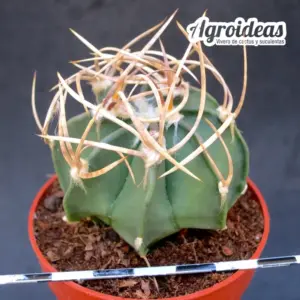 Astrophytum capricorne cv. "Buffalo"