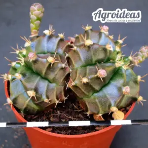 Gymnocalycium mihanowichii "Bicéfalo"