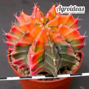 Gymnocalycium X mihanowichii "variegata"