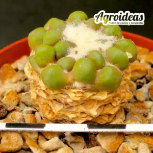 Cintia knizei "Ejemplar 6 años"