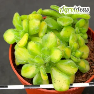 Aeonium lindleyi "Variegata"