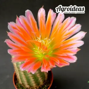 Echinocereus dasyacanthus cv. “Steven’s Dream”