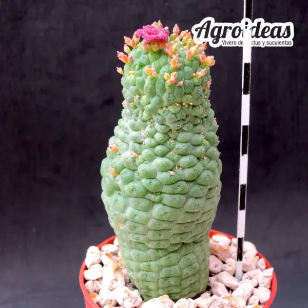 Larryleachia cactiformis - Imagen 2
